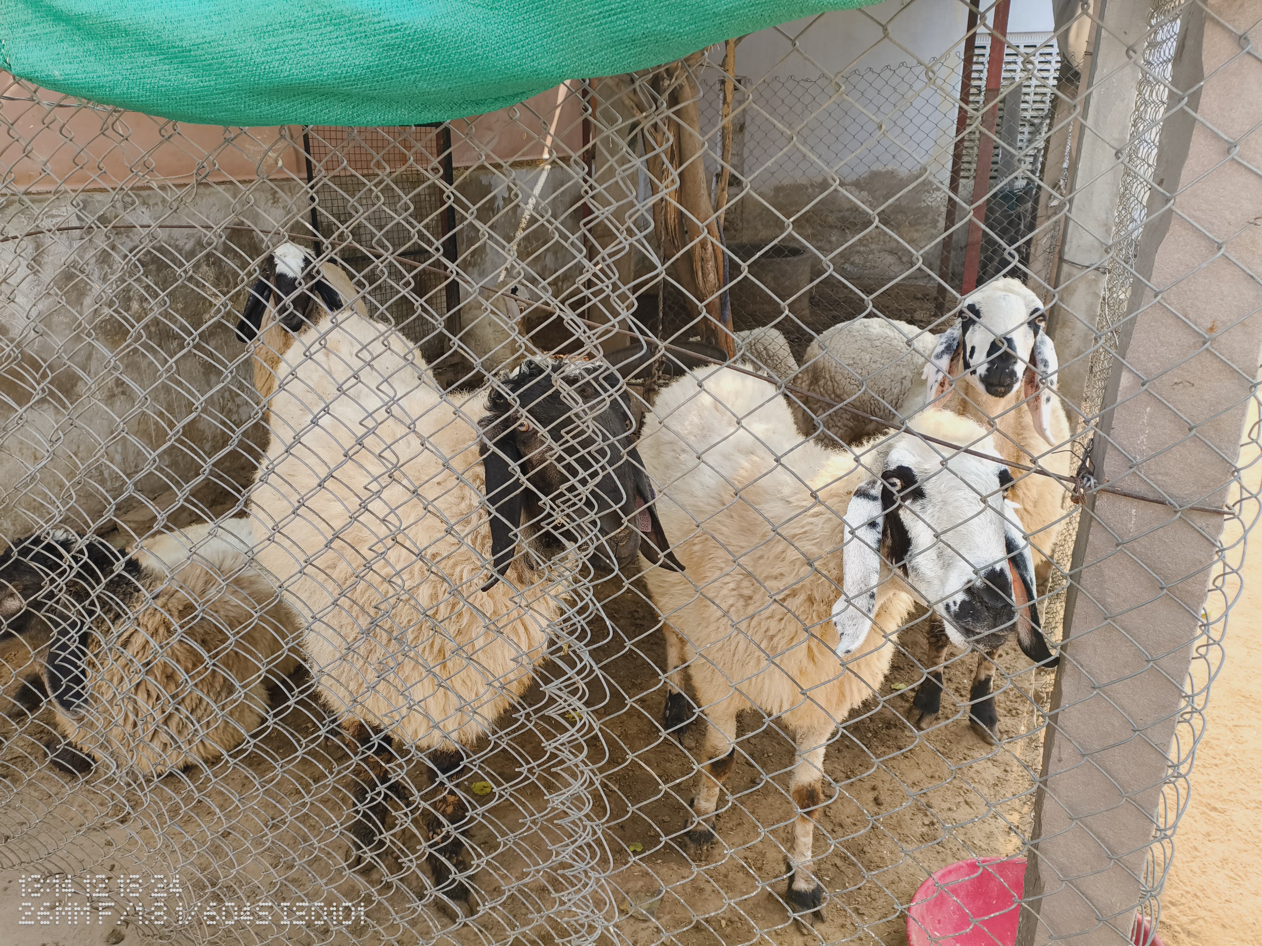 bakra image